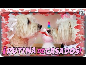 Rutina de PERROS CASADOS 💍Dasha vive en MATRIMONIO👰🏻🐶Anima Dogs