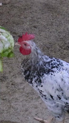 Free vegetable feeding method for backyard chickens #farming #eggs