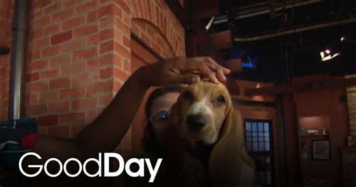 Meet the happy dogs at Golden Gate Basset Rescue