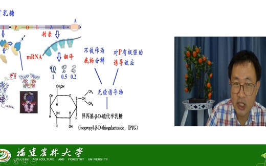 基因的表达与调控-原核生物基因调控-乳糖操纵元-茶创2021级_哔哩哔哩_bilibili