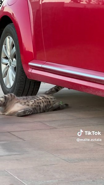 Cat vs Praying Mantis: Hilarious Showdown