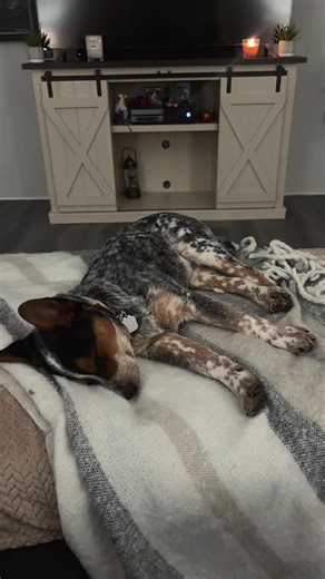 my cowboy 🤎 #dog #blueheeler #puppy #fypシ #heelersoftiktok