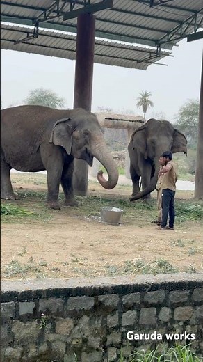 Elephant Drinking Water From Tube At Zoo park 🐘💦 In Hyderabad #zoo #shorts