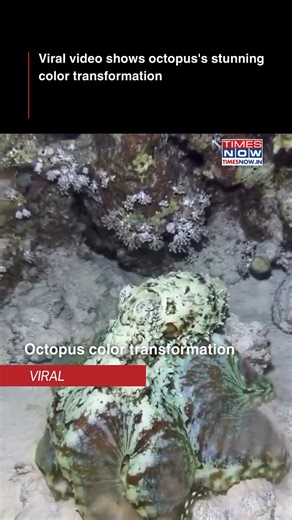 94K views · 656 reactions | A viral video has captured the breathtaking moment an octopus undergoes a stunning color transformation. The mesmerizing shift in its hues has left viewers in awe, showcasing the incredible adaptive abilities of this marine creature. Watch as the octopus effortlessly changes colors, blending seamlessly with its surroundings and proving once again how nature’s wonders never cease to amaze. [octopus, viral, viral video] | TIMES NOW | Facebook