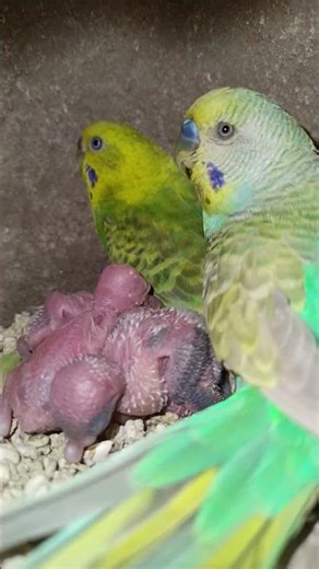 budjigs mini colony breeding video 📷 #shorts #short #viral #birds