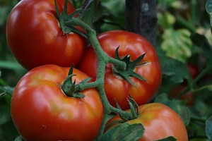 The Ultimate Tomato Fertilizer Guide - Minneopa Orchards