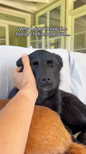 Why I didn’t keep the foster dog I fell in love with ❤️‍🩹 While fostering Addie, there were no shortage of questions and comments from people about keeping her. “Surely you foster fail, she fits in so well” and “How you could you possibly give her up when her and Winnie have bonded so much?”. When people say stuff like this, it reminds me of all of the dogs I’ve had to say goodbye to in order to help the next. The truth is, Winnie and I fell in love with each and every one of these dogs while t