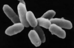 Halophile - Alchetron, The Free Social Encyclopedia