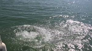 2.6K views · 103 reactions | Since its inception, the MCSO Dive Team has developed an innovative and dynamic operation, building its own legacy. In the last 50 years, our MCSO Dive Team has evolved and adapted to the latest technological advancements enabling them to provide the highest level of rescues, searches, and recoveries within Maricopa County. This year, we celebrate their 50th Anniversary. | Maricopa County Sheriff's Office | Facebook