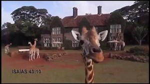 35K views · 2.3K reactions | Visit JW.ORG | Jehovah's Witnesses Examiner | Facebook