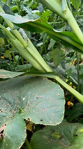 9.4K views · 59 reactions | We grew a sizable pumpkin and winter...