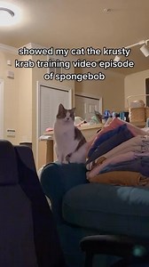 44K views · 772 reactions | POOP PEOPLE ORDER OUR PATTIES @spongebob @paramountplus  • • • • • #cat #catsofinstagram #cats #catlife #catstagram #catlovers #petstagram #petsofinstagram #catlove #catoftheday #animals #viral #chonk #catsofig #instacat #cutecat | Ellawatchestv_ | Facebook