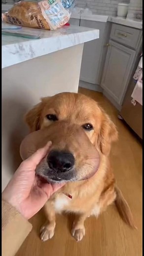 438K views · 10K reactions | Pobrecito 藍藍藍 #reelsfypシ゚ #reelsviral #tendencia #fyp #reels #viral | La cocinera Studio | Facebook