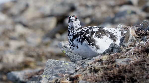 10 Arctic Animals That Thrive in Sub-Zero Temps