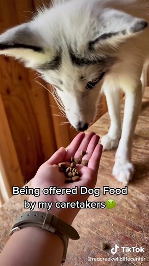 What Do Foxes Eat in the Wild? Exploring Their Diet Habits