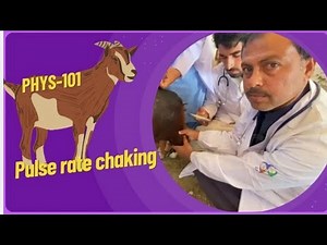 How to Check Pulse Rate From Animals| TPR of animals