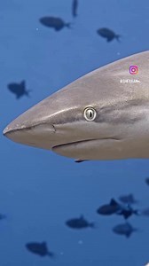 Tiburón gris de arrecife #DesmitificandoTiburones | Desmitificando Tiburones