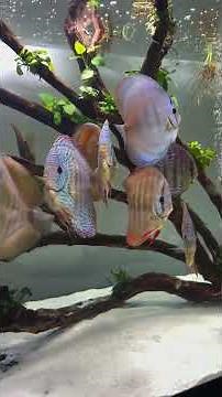 Raising Discus Fish: An Aquarium Keeper's Guide