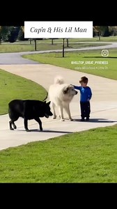 We love this amazing breed so much! All at once, Cap'n is guarding, protecting, watching, loving, connecting, and enjoying! #greatpyreneeslife #greatpyreneesrock #hilltopgreatpyrenees #akcgreatpyrenees #workingdog Great Pyrenees, great Pyrenees puppies, livestock guardian, livestock Guardian dogs, puppy training, dog training, adorable puppies, working dog, livestock guardian breed, LGD, homestead education, Tennessee farm, dog breeder, big white dog, giant dogs, walkies | Hilltop Great Pyrenees