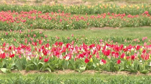 Over a million tulips bloom at Nelson Produce Farm