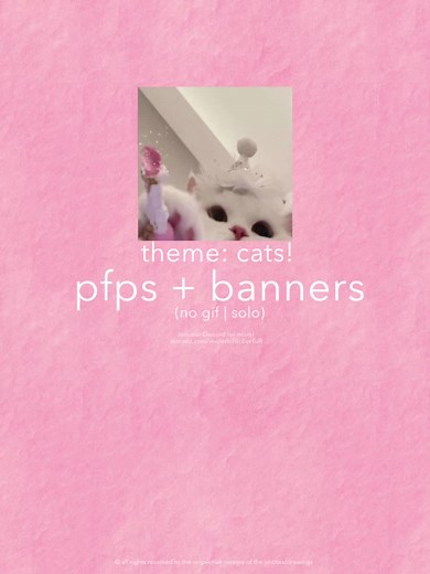 Cute Cats Profile Pictures and Banners for Social Media
