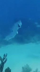 Barracuda 😳 #barracuda #spearfishing #sealife #fbreelsfypシ゚viralfbreelsfypシ゚viral #contentmonitezation #fbyシvideo | Fish Hunter Vlog