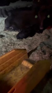 Putting a cow and new calf in the barn early this morning. We put up the rope trap a few years ago after having cows run back once we got them all the way to the barn and then we would have to chase the cow around to bring it back to the barn. It has saved us a lot of time if all works properly. In this case the cow #225 had no interest in leaving her calf. | JC Farms