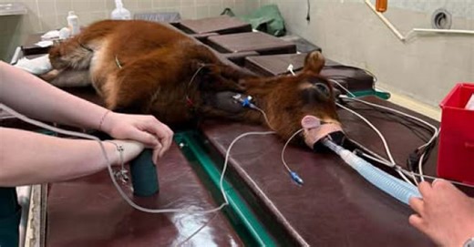 Αναρρώνει το μικρό αλογάκι από το Άστρος που χειρουργήθηκε στο πόδι – Έκκληση για τα έξοδα (vd) - Kalimera Arkadia