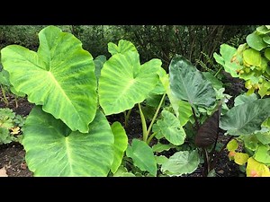 How to Grow Elephant Ears | Update | Magnum | Mammoth | Ohio Gardening