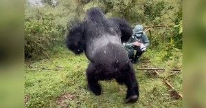 Large Silverback Gorilla Beats His Chest Right in Front of Photographer