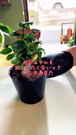 ガジュマルを枯らすと不幸が起こる！？ #植物 #観葉植物 #多肉植物 #花