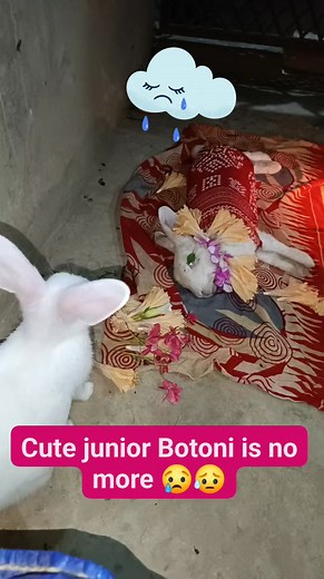 53K views · 1.7K reactions | Cute junior Botoni left me with her two cute babies  #rabbit #died #praying #bunny #fb #death #reelsfbシ | Sujan's Rabbit Corner | Facebook