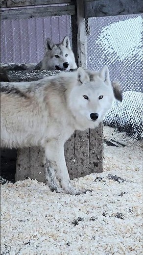 RusWolfDog Frost Angel and Fenrir #wolf #wolfdog #arcticwolf
