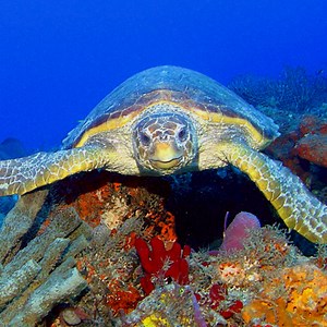 Sea Turtle Conservation