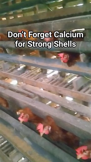 Don’t Forget Calcium for Strong Shells! Thin or soft eggshells mean your hens lack calcium. Add oyster shell, limestone, or calcium supplements to their feed. Calcium not only strengthens shells but also keeps hens’ bones healthy for long-term egg production. | M Rizal
