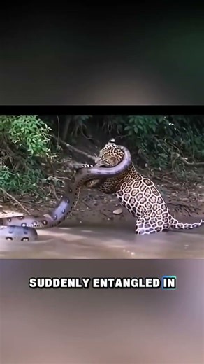 A Life-and-Death Fight! A Jaguar Entangled in a Giant Python #shorts
