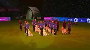 92K views · 2.2K reactions | Watch the Southern Golden Retriever Display Team live now! To watch more of the Crufts action throughout the 4 days, head over to our YouTube channel www.youtube.com/crufts | Crufts | Facebook