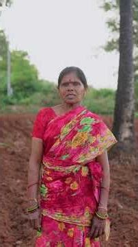 We planted rice in our field..#groundnut #shorts #farming #farmer #agriculture #village #sathishr...