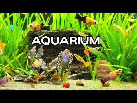 🐟 Live Aquarium