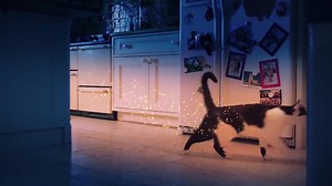 Cats Protection has thousands of cats looking for a good home. Find yours today. | Cats Protection