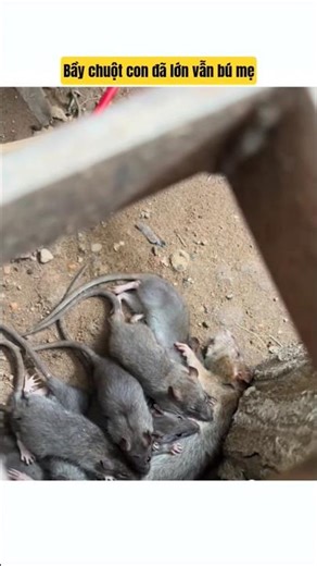 The baby mice are still nursing from their mother. #shorts