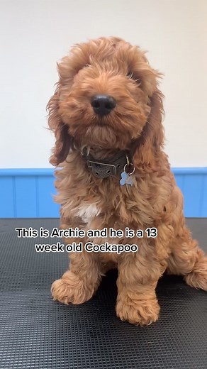 Adorable Cockapoo Puppy Grooming | Meet Archie!