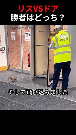リスVSドア：この戦いの勝者は？ #リス #動物救出 #かわいい動画 #野生動物 #癒し動画
