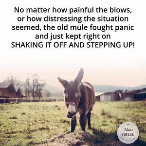 92K views · 1.1K reactions | NZ Farming on Reels | Facebook