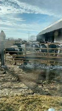 Happy Monday!! Feeding cattle!! Warner day!!