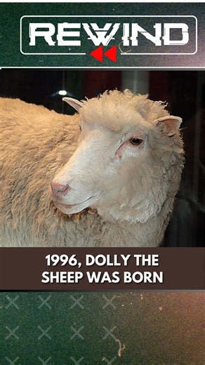 6.7K views · 72 reactions | #VantageReels: On this day in 1996, Dolly the sheep was born. | #Vantage With @palkisharmaupadhyay #VantageOnFirstpost | Firstpost | Facebook