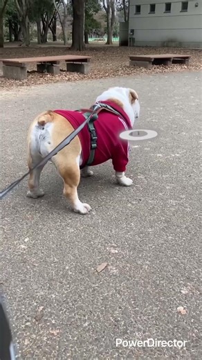 ホルモン🦴これは‼️#爆笑#おもしろ#かわいい#動物#家族#ペット#animals#family#pets#smile#笑顔#おすすめ#dog#犬#cute#LOVE#癒し#world#天使#子供