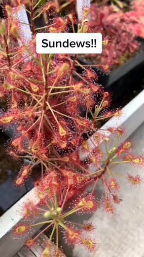 We don’t get enough sundews on TikTok! #Sundews ￼#plants #greenhouse #carnivorousplant | Carnivorous Plants | Facebook