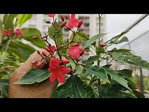 How to grow and care jatropha plant...