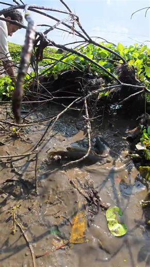 #net #fishing #video #foryou